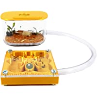 Anthillshop.es Hormigueros 3D 7x7 Hormiga Educativo Color Oro con Caja de forrajeo (Hormigas Incluidas Gratis- de 20 a…